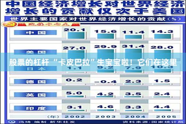 股票的杠杆 “卡皮巴拉”生宝宝啦！它们在这里