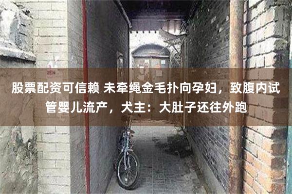 股票配资可信赖 未牵绳金毛扑向孕妇，致腹内试管婴儿流产，犬主：大肚子还往外跑