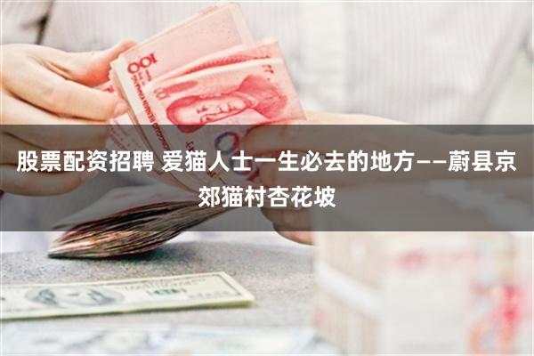 股票配资招聘 爱猫人士一生必去的地方——蔚县京郊猫村杏花坡