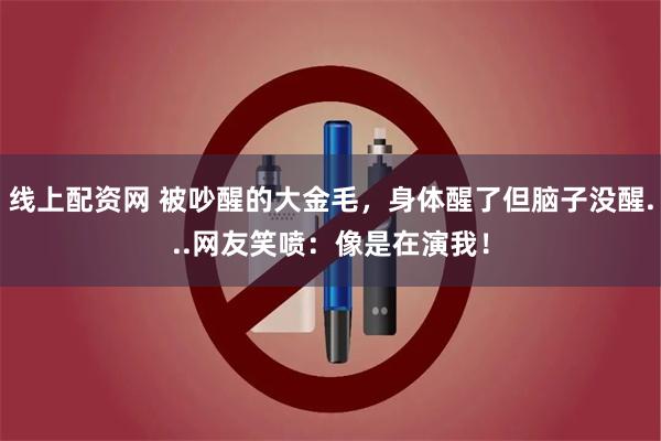 线上配资网 被吵醒的大金毛，身体醒了但脑子没醒...网友笑喷：像是在演我！