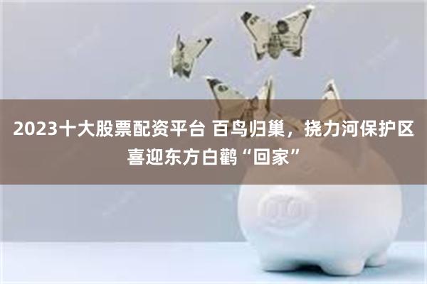 2023十大股票配资平台 百鸟归巢，挠力河保护区喜迎东方白鹳“回家”