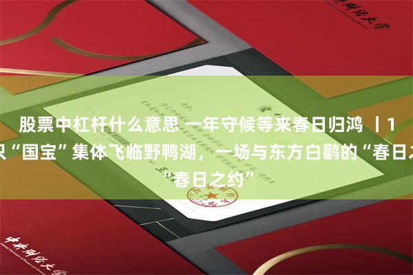 股票中杠杆什么意思 一年守候等来春日归鸿 丨10多只“国宝”集体飞临野鸭湖，一场与东方白鹳的“春日之约”